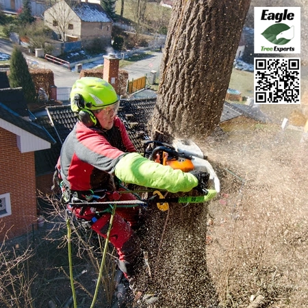 Tree Service in Addison - Eagle Tree Experts