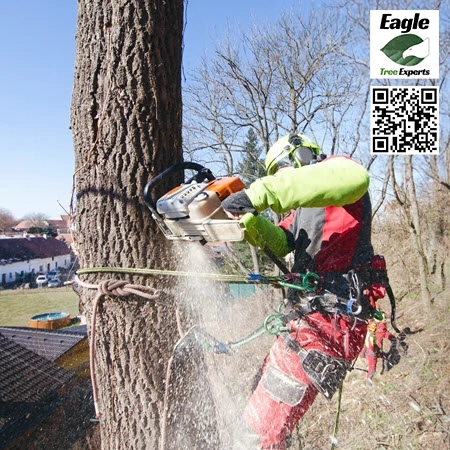 Tree Service in Allen - Eagle Tree Experts