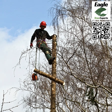 Tree Service in Plano - Eagle Tree Experts