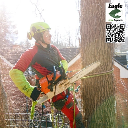 Tree Service in Richardson - Eagle Tree Experts