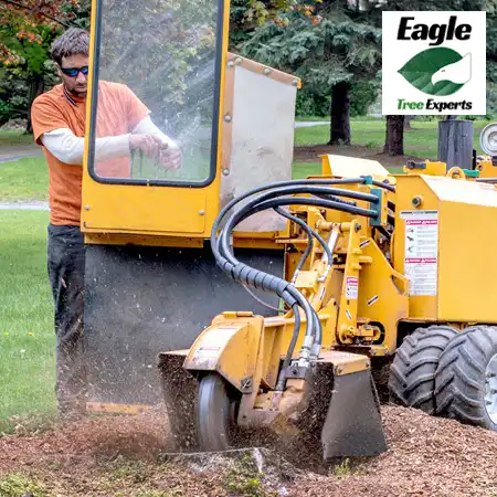 Stump Removal - Eagle Tree Experts