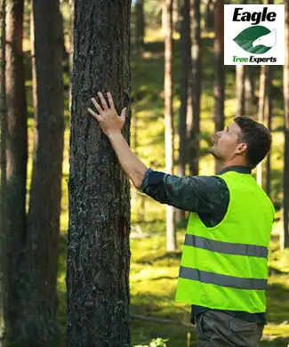 Tree Care Cost