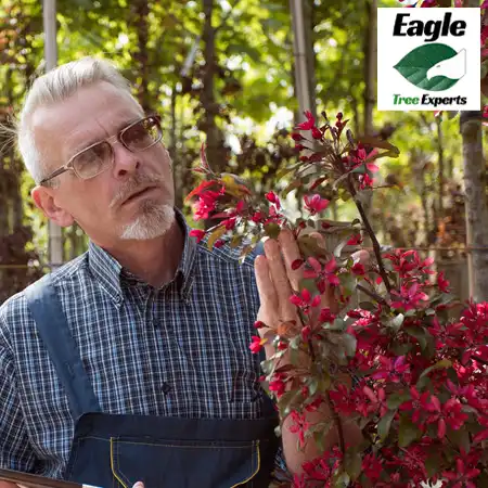 Tree Care - Eagle Tree Experts