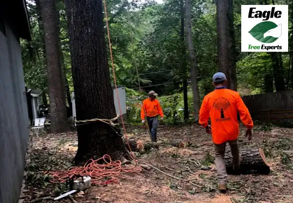 Tree Pruning Company Near Me