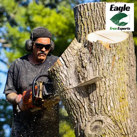 Tree Removal - Eagle Tree Experts