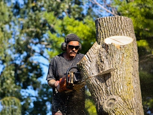 Tree Removal