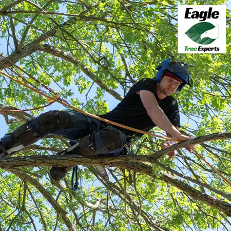 Tree Trimming - Eagle Tree Experts