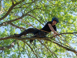 Tree Trimming